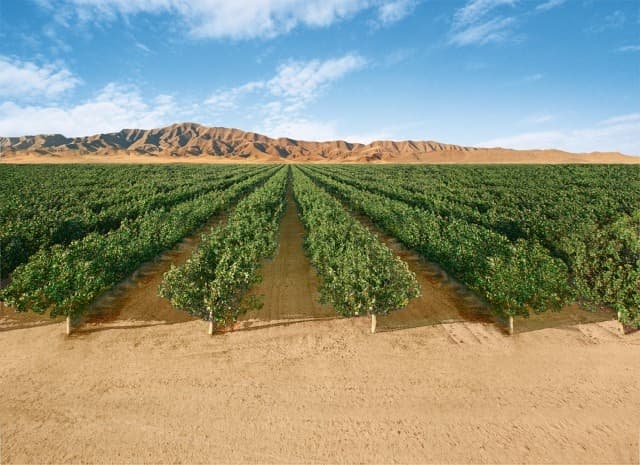 Precision Water Management: How Drip Irrigation is Saving California Orchards